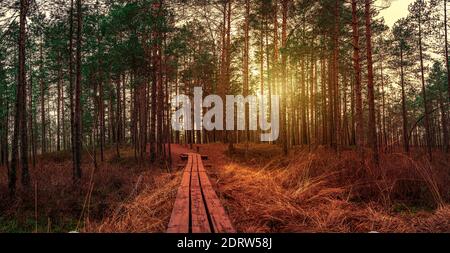 Sunset in coniferous forest with pine trees and wooden path in autumn. Beautiful forest landscape. Stock Photo