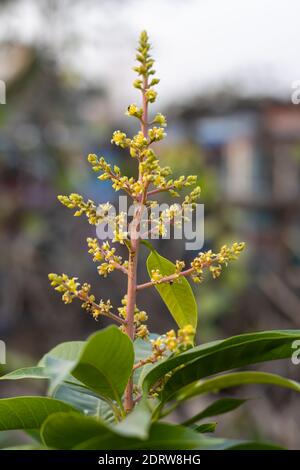 Newborn mango flowers, Blooming mango flowers on the tree Stock Photo