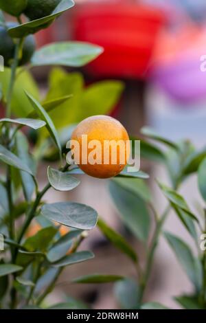 One ripe yellow Tangerine or Mandarin in the garden with green leaves Stock Photo