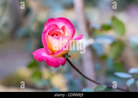 Pink and soft yellow multicolor rose with the soft blurry background Stock Photo