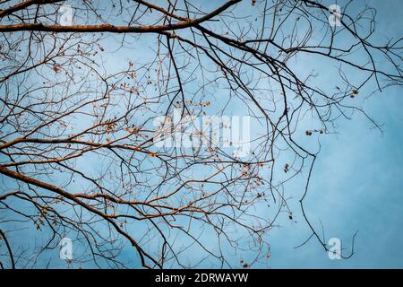 Tree Branch on blue Winter Sky. Stock Photo