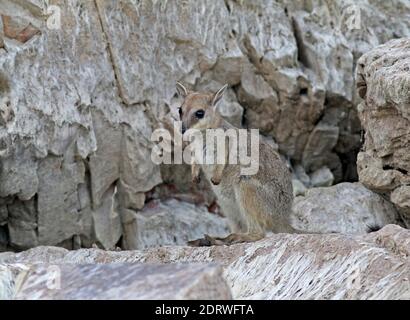 Kortoorrotskangeroe zittend op een rots, short-eared rock-wallaby perched on a rock Stock Photo