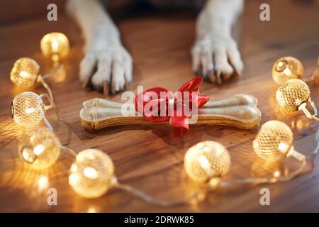 Holiday celebration at home. Bone with red ribbon as Christmas gift for dog. Stock Photo