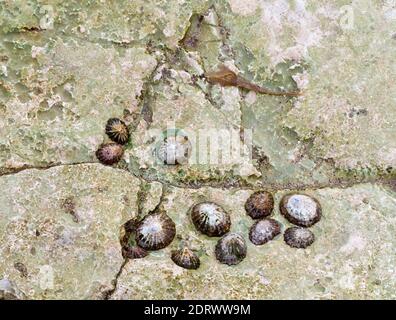 Group of limpets a type of aquatic snail with conical shells attached to a rock on a beach at low tide. Stock Photo