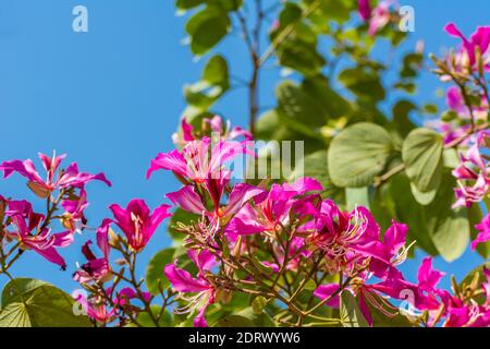 Pink Bauhinia flower blooming, commonly called the Hong Kong Orchid Tree, which is cultivated at the Hong Kong Botanic Gardens and widely planted in H Stock Photo