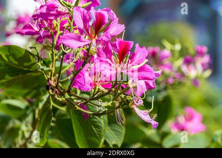 Pink Bauhinia flower blooming, commonly called the Hong Kong Orchid Tree, which is cultivated at the Hong Kong Botanic Gardens and widely planted in H Stock Photo