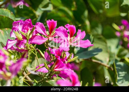 Pink Bauhinia flower blooming, commonly called the Hong Kong Orchid Tree, which is cultivated at the Hong Kong Botanic Gardens and widely planted in H Stock Photo