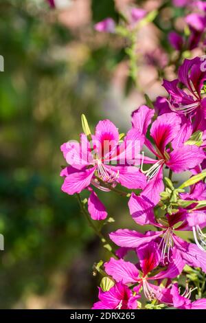 Pink Bauhinia flower blooming, commonly called the Hong Kong Orchid Tree, which is cultivated at the Hong Kong Botanic Gardens and widely planted in H Stock Photo