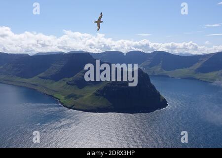 Seagull at the fjord on sunny day Stock Photo