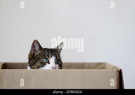 cat sitting in a cardboard box Stock Photo