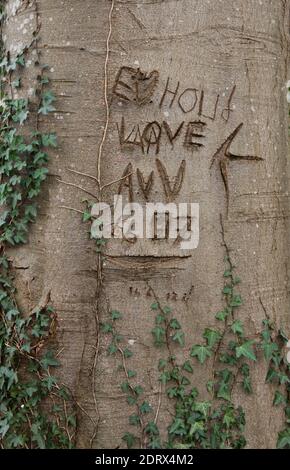 A heart, inititals and a date carved in the bark of a Beech tree, overgrown with Ivy Stock Photo