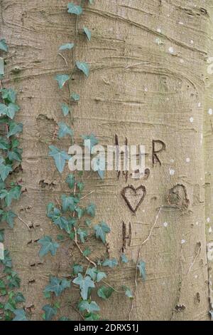 A heart, inititals and a date carved in the bark of a Beech tree, overgrown with Ivy Stock Photo