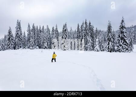 Woman in yellow jacket walking in deep snow on snow covered landscape on scenic field against pine tree in forest Stock Photo