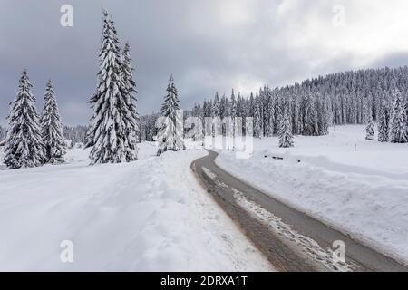 Snow-covered trees and road in snowy landscape, Pokljuka, Slovenia Stock Photo