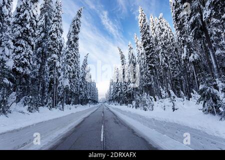 Snow-covered trees and road in forest Stock Photo