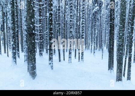 Forest in winter, tree trunks covered in snow Stock Photo