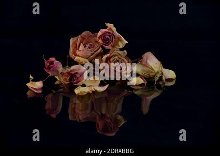Faded roses on reflective surface Stock Photo