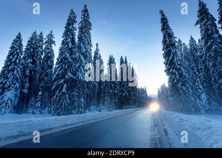 Light from a car's headlights on a rural road in snow covered forest at twilight, Pokljuka, Slovenia Stock Photo