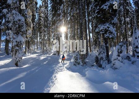 Boy standing in snow covered forest with sun peeking behind trees, Zajavornik meadow, Pokljuka, Slovenia Stock Photo