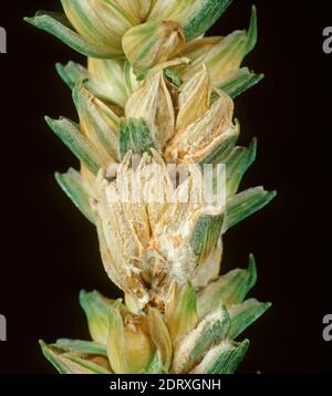 Ear blight or head scab (Fusarium spp.) complex of pathogens causing mycelium development on infected wheat grains and ear Stock Photo