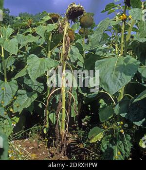 Stem rot (Sclerotinia sclerotiorum) a diseased and dying sunflower plant in seed in a commercial crop Stock Photo