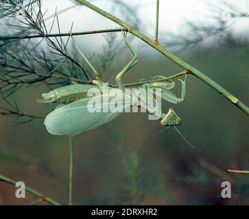 Female praying mantis (Mantis religiosa) after ecdysis hanging from and asparagus frond, Thailand Stock Photo