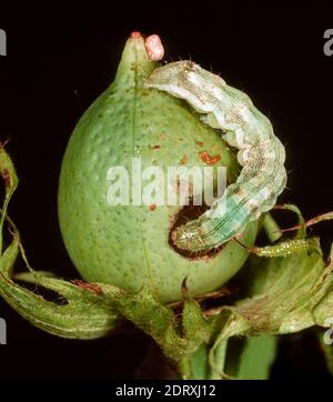 Old world or cotton bollworn (Helicoverpa armigera) caterpillar feeding on a green unripe cotton boll, Thailand, Stock Photo