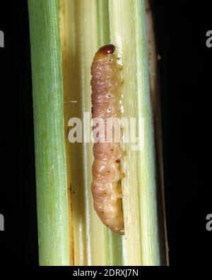 Asiatic pink or purple stem borer (Sesamia inferens) caterpillar inside damaged sugarcane (Saccharum officinarum) stem, Thailand Stock Photo
