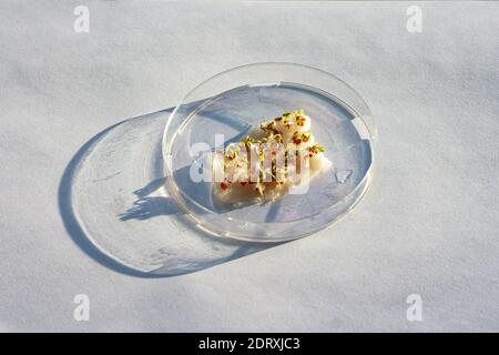 Petri dish with germinating seeds of garden cress (Lepidium sativum). Biology experiment. Stock Photo
