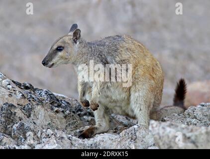 Kortoorrotskangeroe zittend op een rots, short-eared rock-wallaby perched on a rock Stock Photo