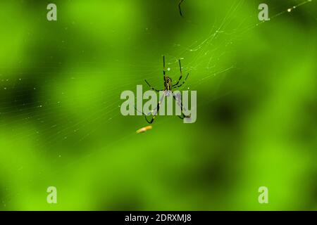 A yellow-and-black-marked spider sits in its web against green foliage at Ikadaba on the Izu Peninsula, Japan – likely a Jorō spider (Trichonephila clavata), a common orb-weaver in Japan. Stock Photo