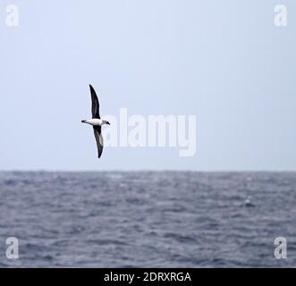 Tahiti Petrel (Pseudobulweria rostrata) sea between New Caledonia and Solomon Islands Stock Photo