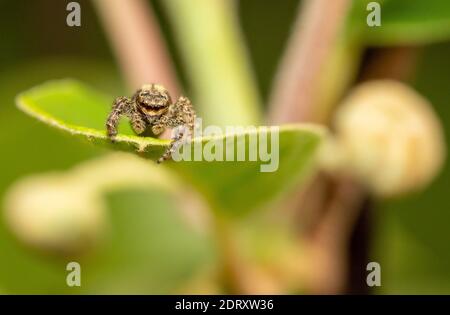 jumping wolf spider close up view looking into the camera , taking images in the garden during corona, covid-19 times, frankfurt, germany Stock Photo