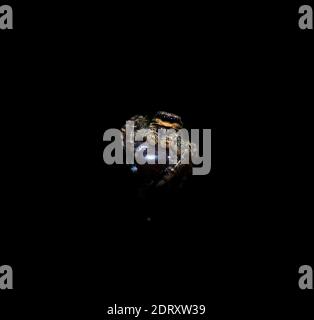 jumping wolf spider close up view looking into the camera , taking images in the garden during corona, covid-19 times, frankfurt, germany Stock Photo