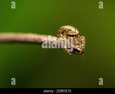 jumping wolf spider close up view looking into the camera , taking images in the garden during corona, covid-19 times, frankfurt, germany Stock Photo