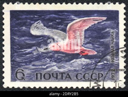 A stamp printed in USSR  shows Ross's Gull (Rhodostethia rosea), from series waterfowl, USSR, 1972 Stock Photo