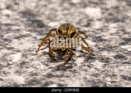 jumping wolf spider close up view looking into the camera , taking images in the garden during corona, covid-19 times, frankfurt, germany Stock Photo