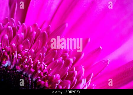 macro, close up of a yellow Gerbera Daisy,  Asteraceae Stock Photo