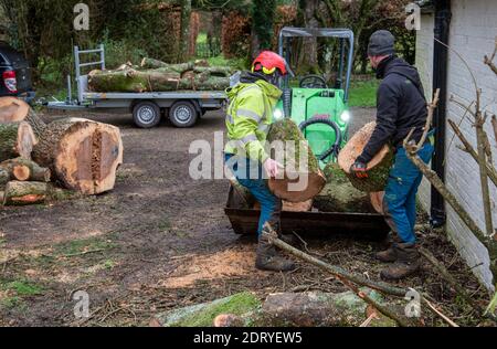 Hampshire, England, UK. 2020.  Forestry workers moving sections of an Ash tree with a small tractor and grab. Stock Photo