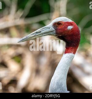 The Sarus crane, Grus antigone is a large non-migratory crane found in parts of the Indian Subcontinent, Southeast Asia and Australia. Stock Photo