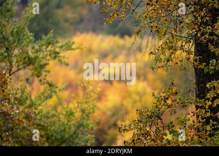 view of a forest in autumn sunshine with deciduous trees and leaves in beautiful yellow and red colors, taunus, germany Stock Photo