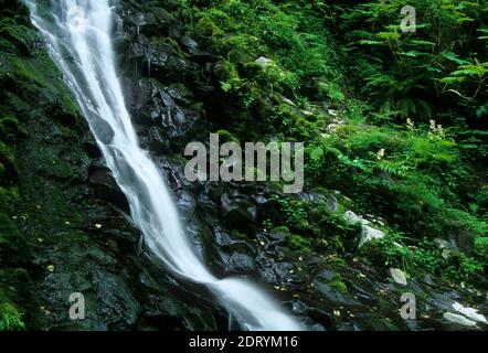 Bridge Creek Falls, Tillamook State Forest, Oregon Stock Photo