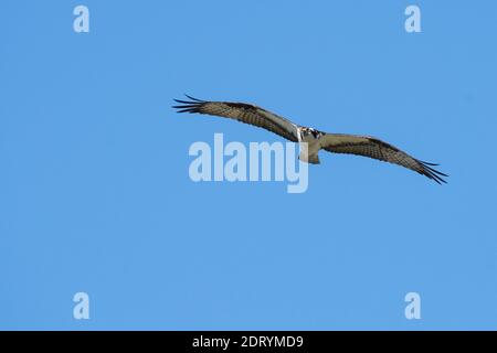 Osprey in flight over the St-Lawrence River Stock Photo
