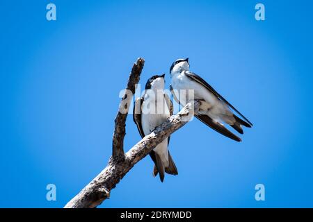 Perched Tree swallows close by their nest. Stock Photo