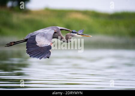 Great Blue Heron in flight over a marsh in the St. Lawrence River Stock Photo