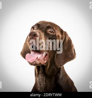 Studio portrait of an expressive german shorthaired pointer dog against white background Stock Photo