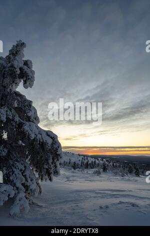 Midwinter landscape in Pallas Yllas National Park of Finnish Lapland. While sun doesn't rise, for few precious hours the light is beautiful.