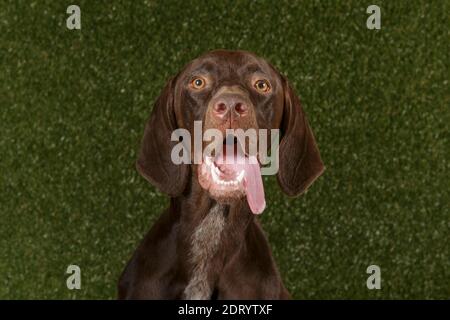 Studio portrait of an expressive german shorthaired pointer dog against green background Stock Photo