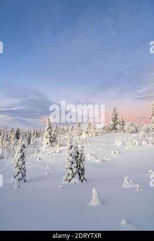 Midwinter landscape in Pallas Yllas National Park of Finnish Lapland. While sun doesn't rise, for few precious hours the light is beautiful.