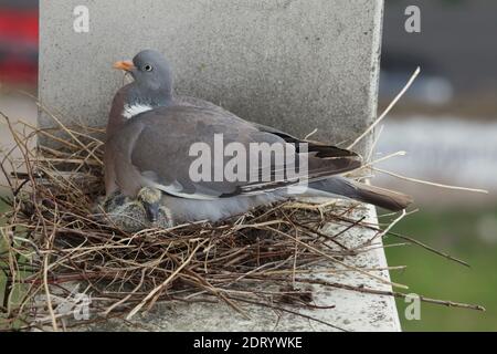 Common wood pigeon (Columba palumbus) tends to its two newly hatched squabs in the nest on the ledge of a dwelling house in Prague, Czech Republic. The nest is pictured approximately one week after the squabs hatched out. Stock Photo